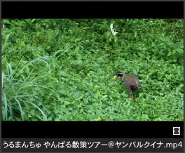 ヤンバルクイナ